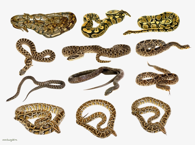 Download - Snake, transparent png download