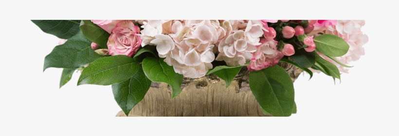 Strawberry Shortcake - Hydrangea Serrata, transparent png download