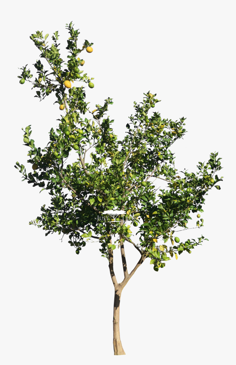 Citrus Limon - Lemon, transparent png download