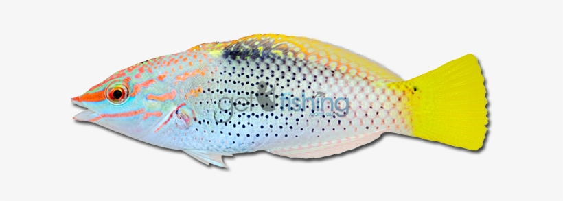 Checkerboard Wrasse, transparent png download