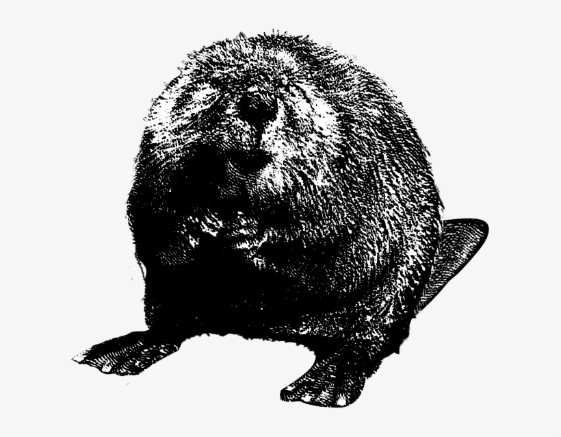 Beaver - Papercutting, transparent png download