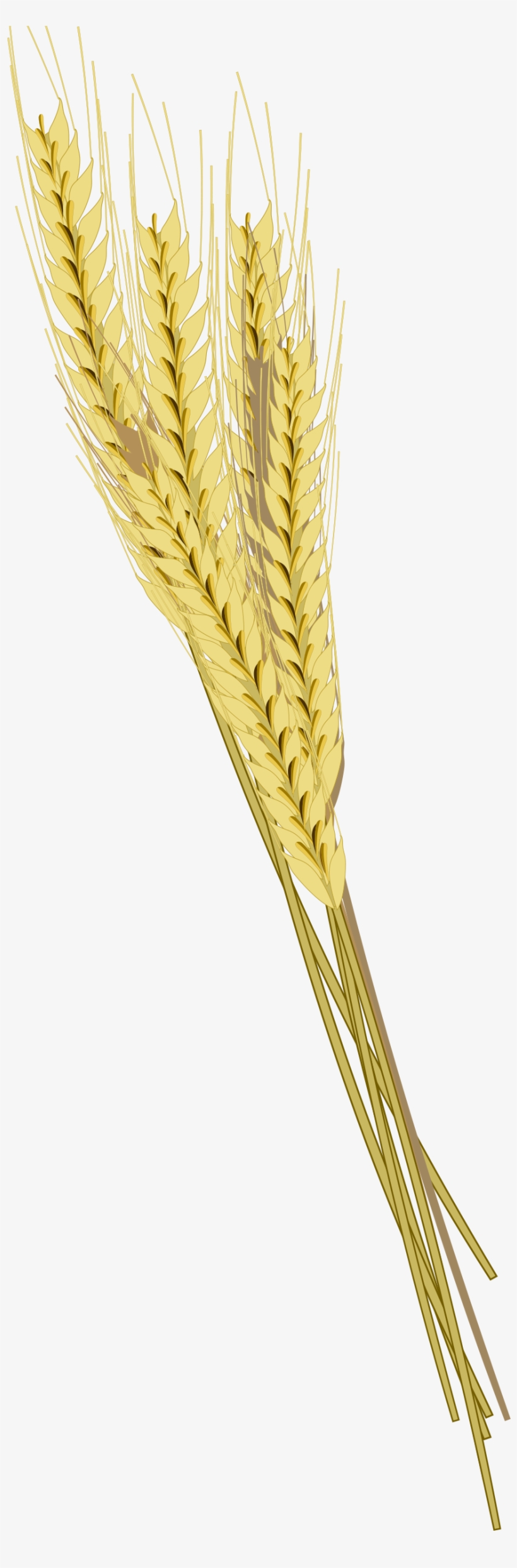 Barley Png Photos - Колосья Пшеницы Пнг, transparent png download