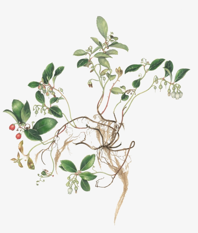 Margaret Farr Virginia Woodland Plants Ii - Honeysuckle, transparent png download