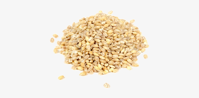 Barley Png Image - Barley Seed Png Transparent, transparent png download