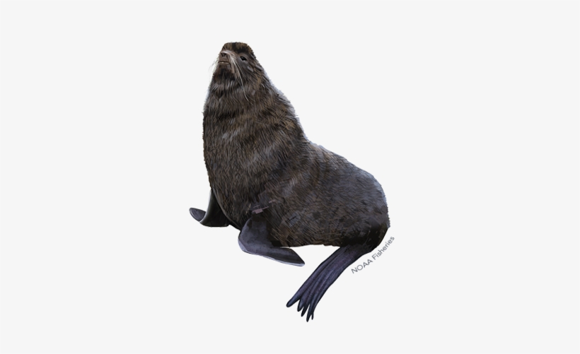 Northern Fur Seal, transparent png download