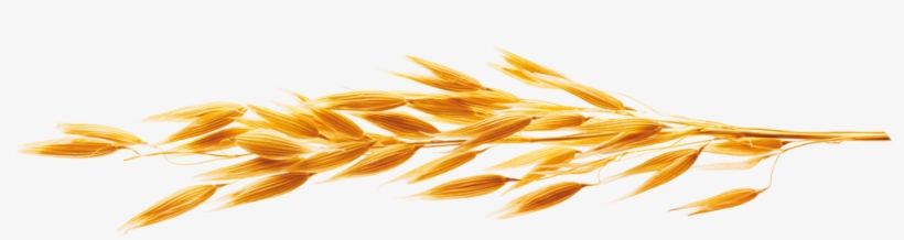 En - Stock Photography, transparent png download