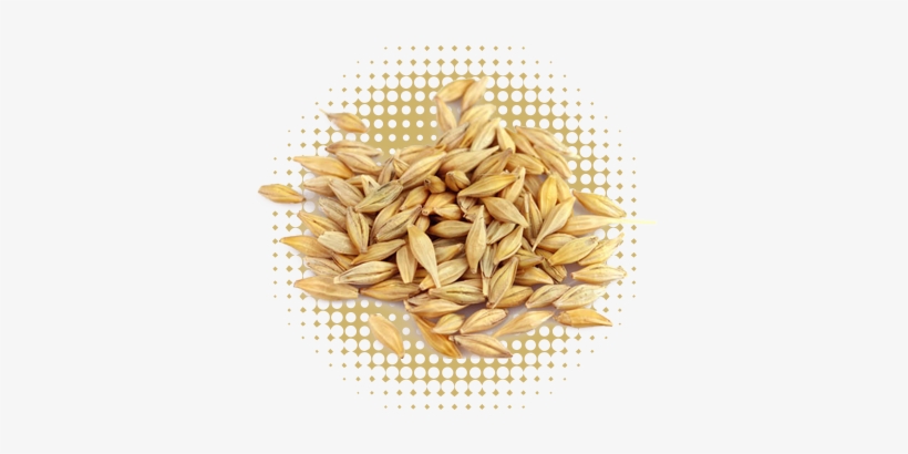 Barley - Wheat Barley, transparent png download