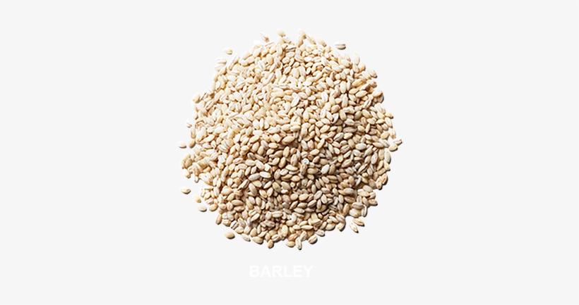 31 May Barley - Barley, transparent png download