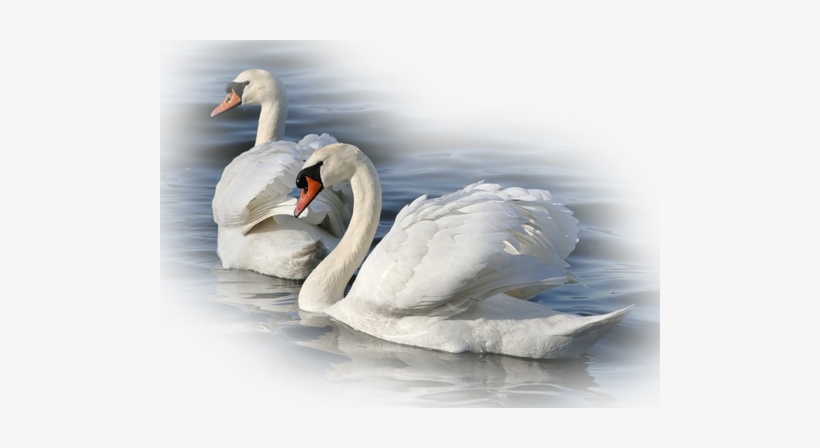 Pin By Rita E On Linnud - Png Transparent Cigne, transparent png download