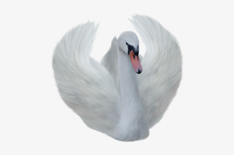 Swan Transparent, transparent png download