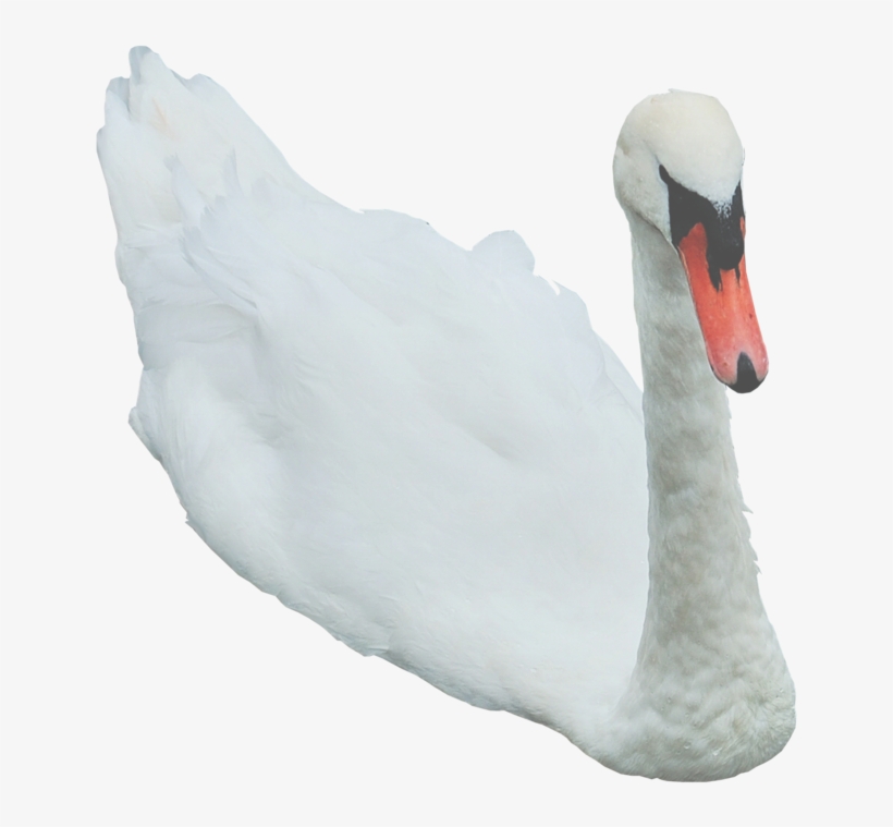 Swan Free Png Image - Swan Png, transparent png download