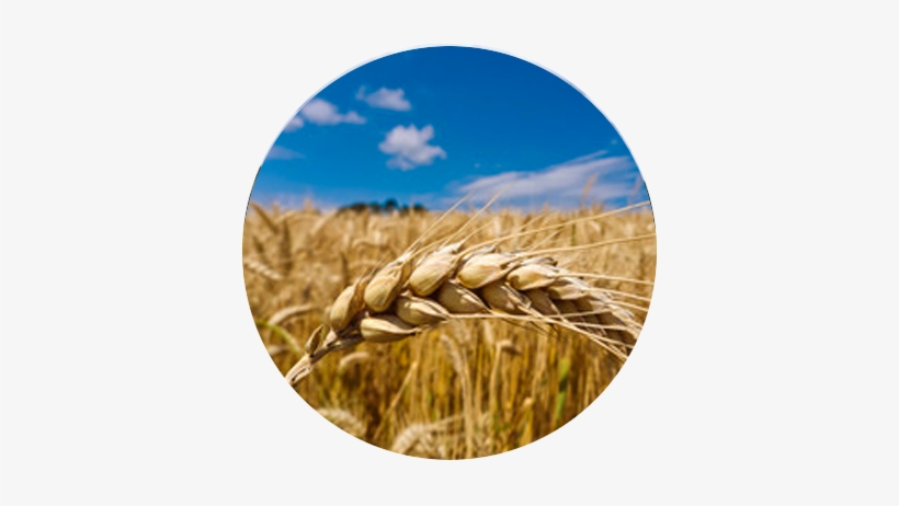 Barley, transparent png download