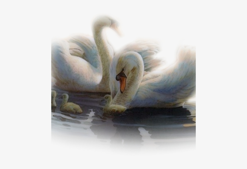 Cygnini, transparent png download