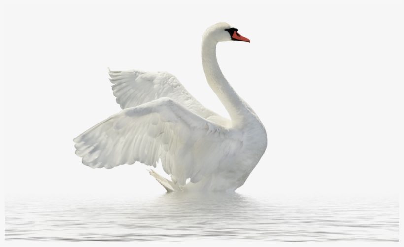 Swan In The Lake, Ju - Swan Png, transparent png download