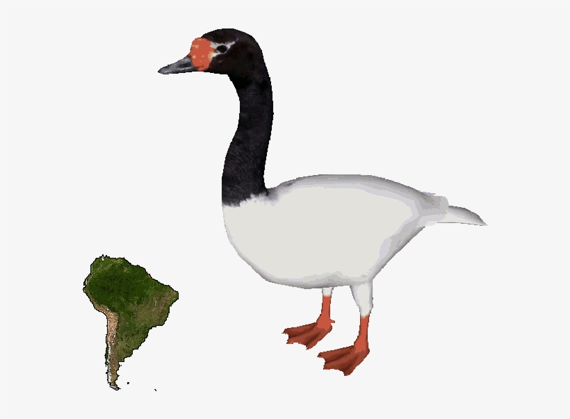 Black-necked Swandd - Black Necked Swan Png, transparent png download