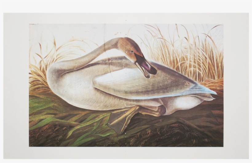 Extra Large Audubon Lithograph Of Swan - Poster: Trumpeter Swan, 28x43cm., transparent png download
