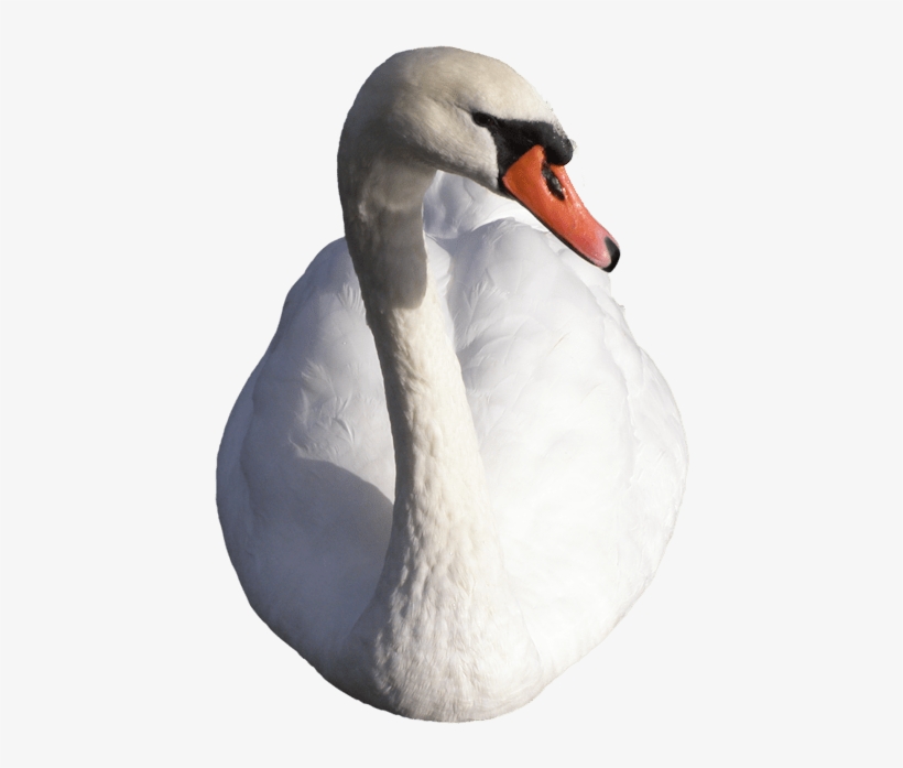 Swan - Cisne Png, transparent png download