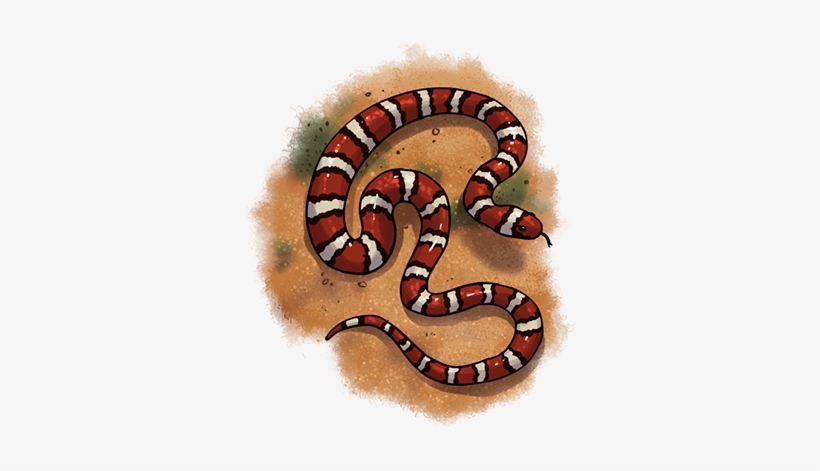 Snake - Milksnake, transparent png download