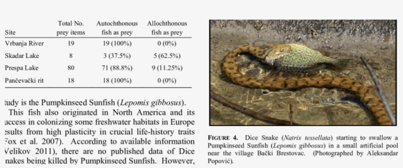 Ratios Of Autochthonous To Allochthonous Fish Species - Rattlesnake, transparent png download