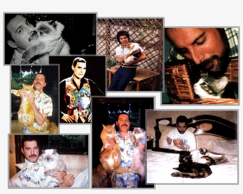 I Gatti Di Freddie Mercury - Queen - Queen - Freddie Mercury: Tribute To (interviews), transparent png download