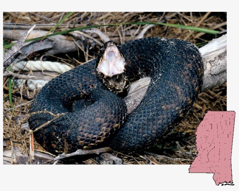 Cottonmouth Agkistrodon - Cottonmouth Mississippi, transparent png download