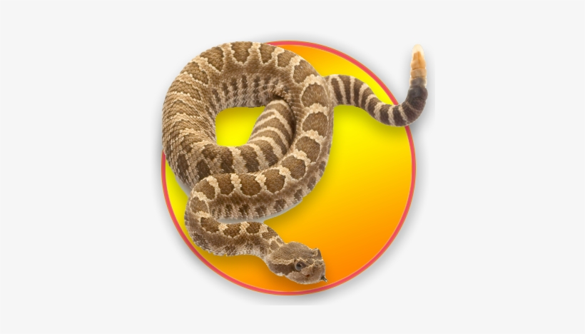 Stock Photography, transparent png download