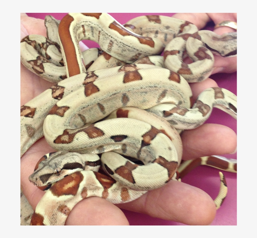 Reptiles - Reptile, transparent png download