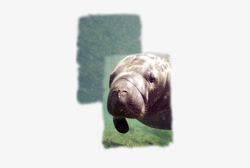 Manatee - Zoology, transparent png download