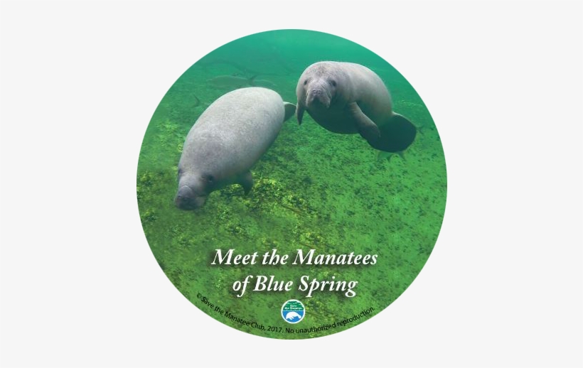 Meet The Manatees Of Blue Spring Dvd - Blue Spring State Park, transparent png download