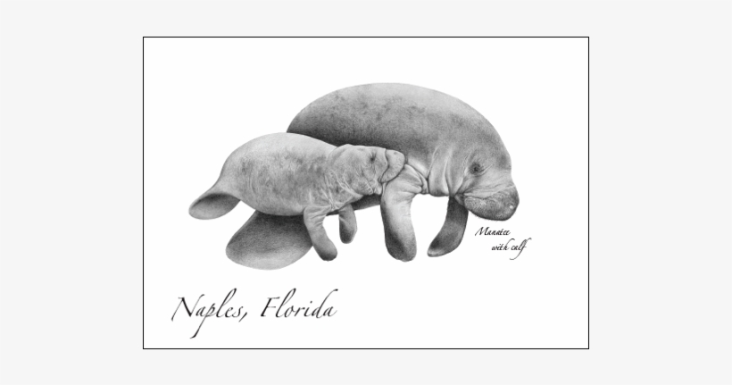 Manatee Ii - Manatee Pillow Case, transparent png download
