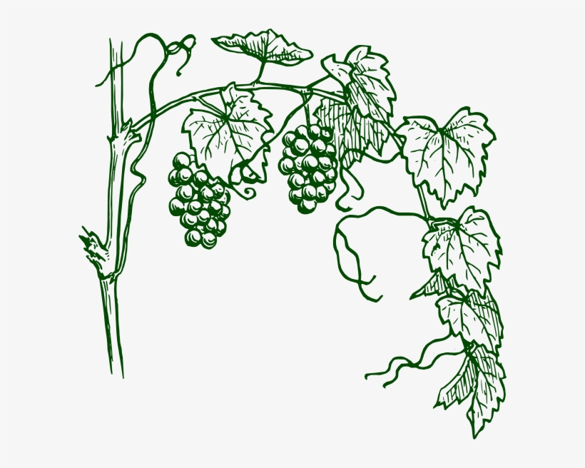 How To Set Use Green Grapevine Clipart, transparent png download