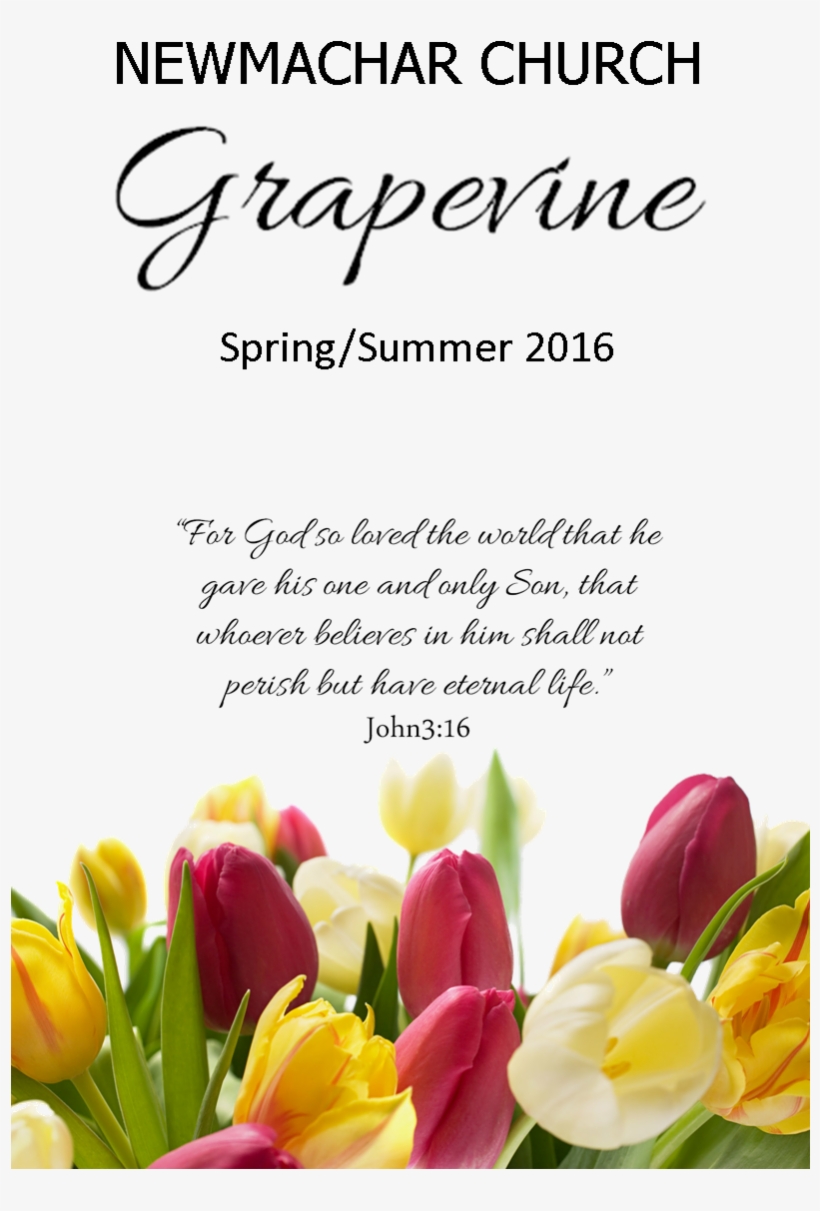 Grapevine S-s - Flowers For Birthday Tulip, transparent png download