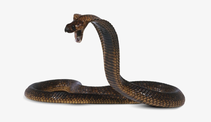 Cobra Transparent Background Png - Cobra Png, transparent png download