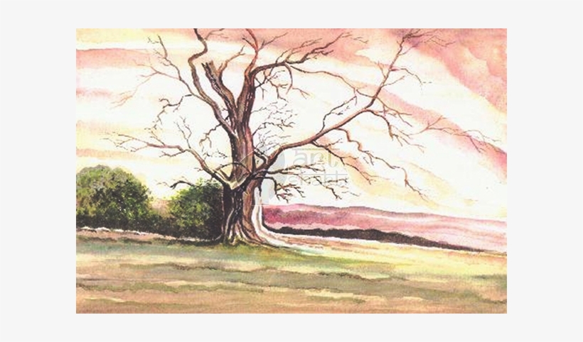 Watercolour Painting Old Tree - Painting, transparent png download