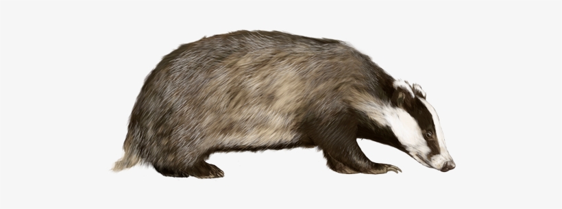 Badger Png - Uk Badger, transparent png download