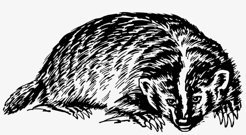 Badger Png, transparent png download