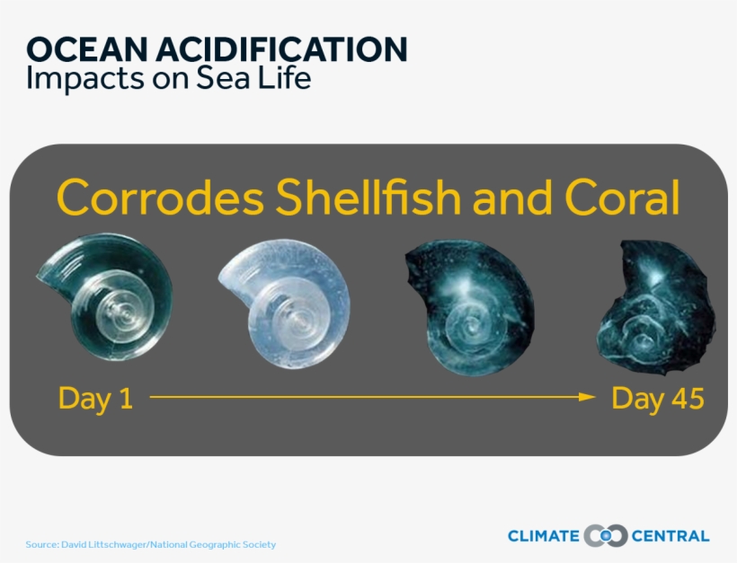 Jpg • Png - Shoot Rifle, transparent png download