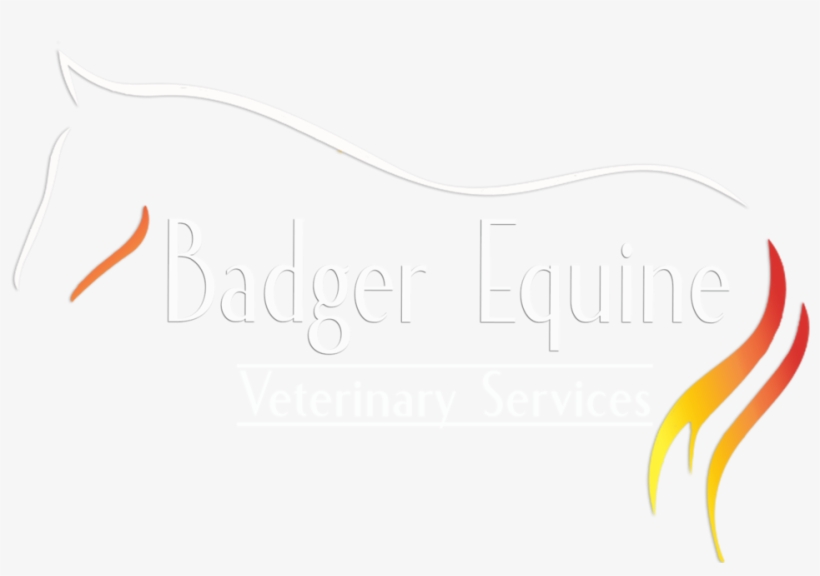 Equine Dental Care Recommendations, transparent png download