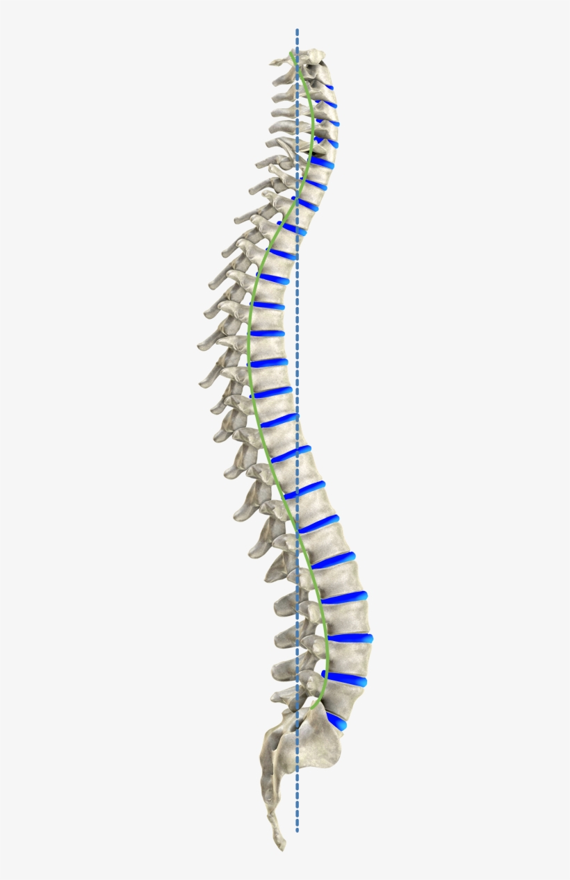 The Ideal Spinal Column - Colonne Vertebrale De Profil, transparent png download