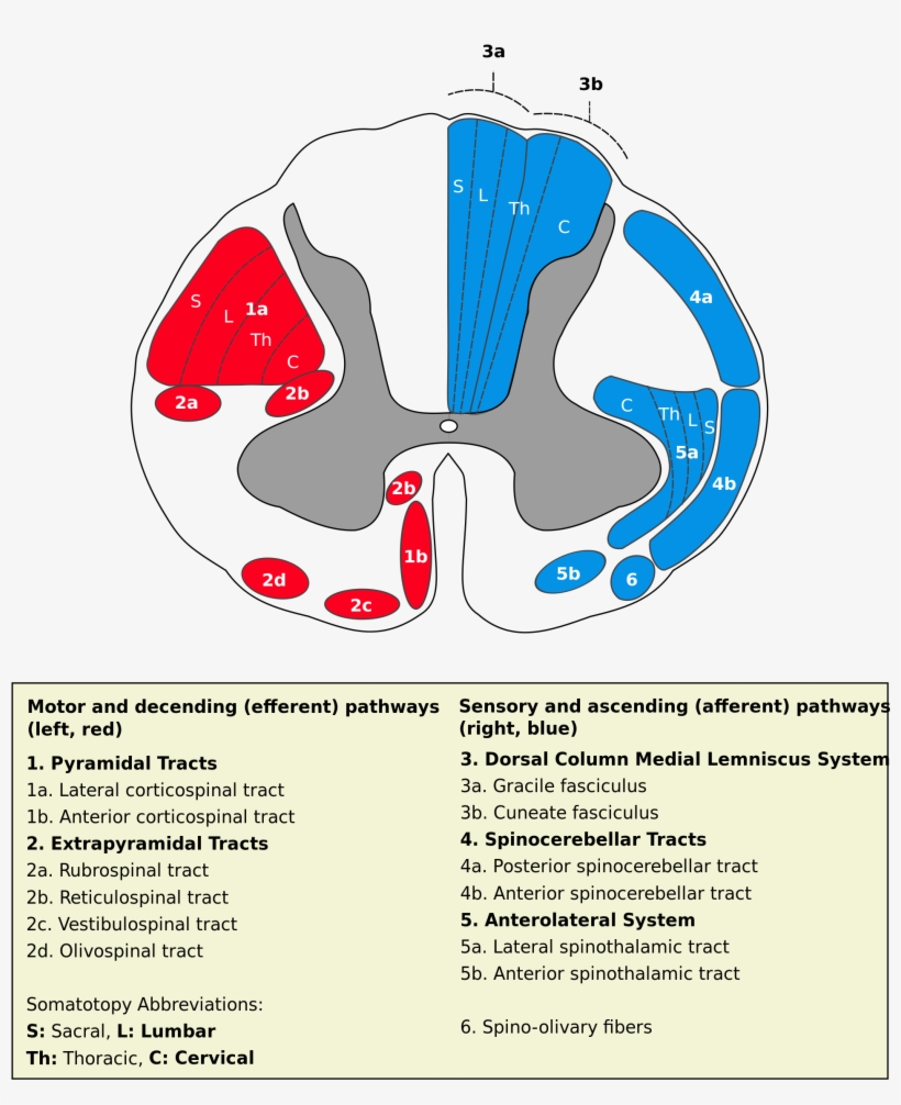 Summary[edit] - Medulla Spinalis Tracts, transparent png download