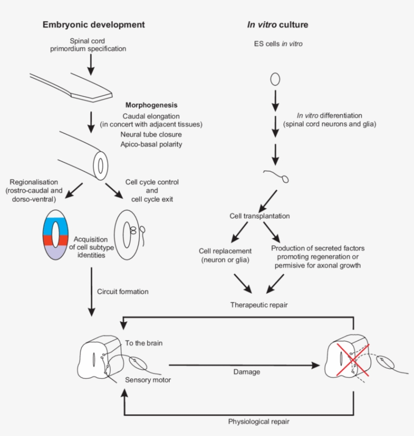 Crucial Steps In Spinal Cord Development And Repair - Spinal Cord Morphogenesis, transparent png download
