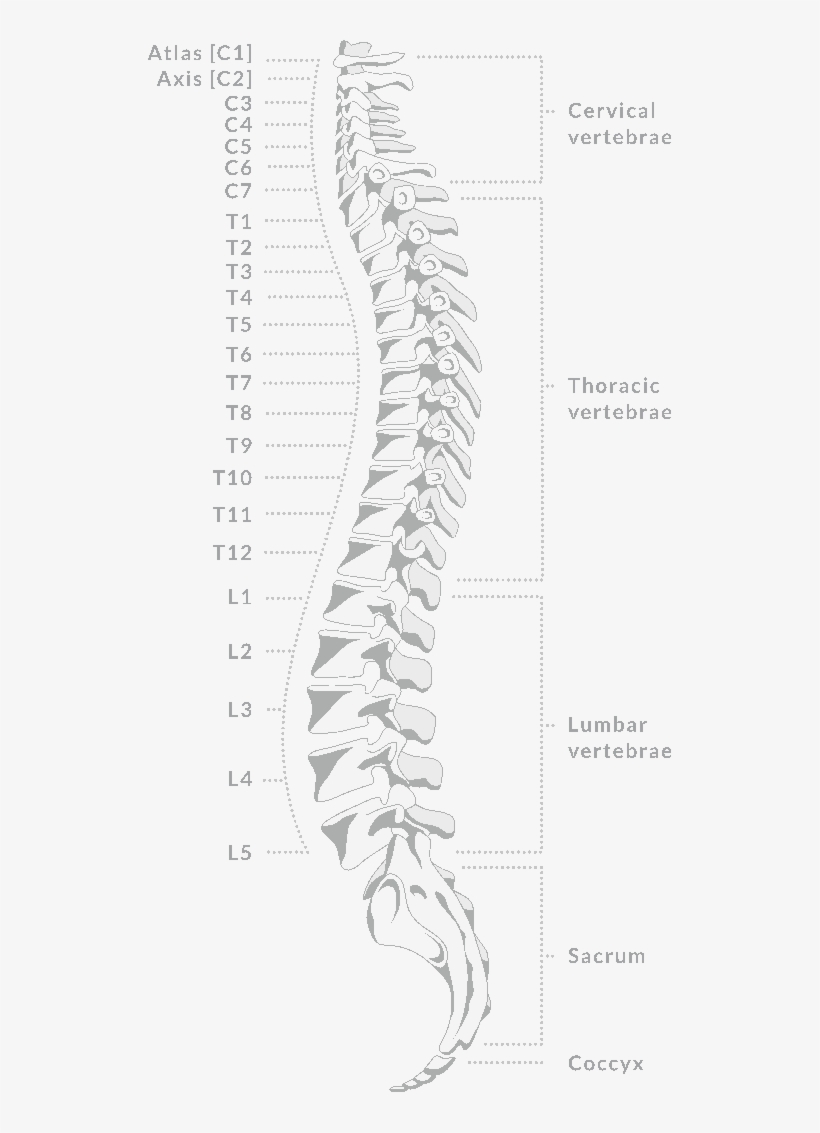 Thoracic Spine Ct Anatomy, transparent png download