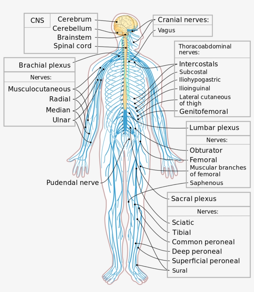 This Diagram Shows A Silhouette Of A Human Highlighting - Partes Del Sistema Nervioso Periferico, transparent png download