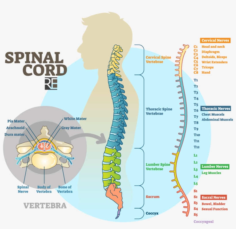 Raynes Erickson Spinal Cord Diagram - Illustration, transparent png download