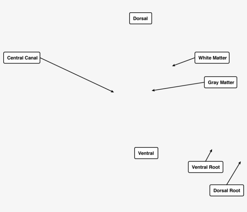 Diagram, transparent png download