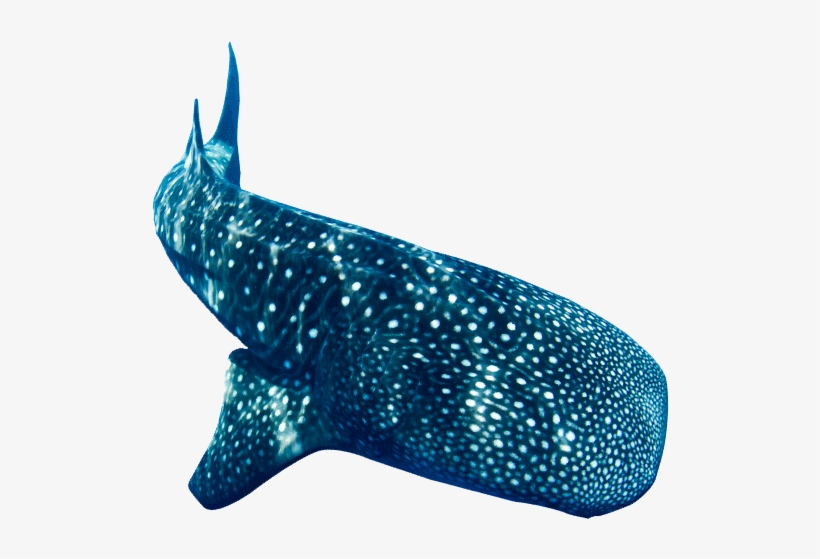 About Donsol - Whale, transparent png download