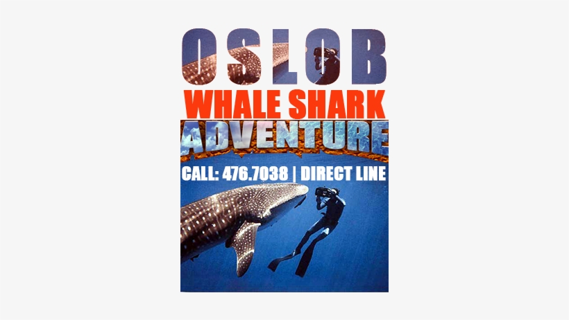 Whale Shark Watching Or Snorkeling - Whale Shark, transparent png download