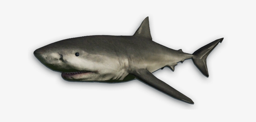 Whale Shark Clipart Wiki - Great White Shark Cut Out, transparent png download