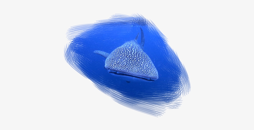 Swim With The Largest Fish In The World, Our Friendly - Whale Shark, transparent png download