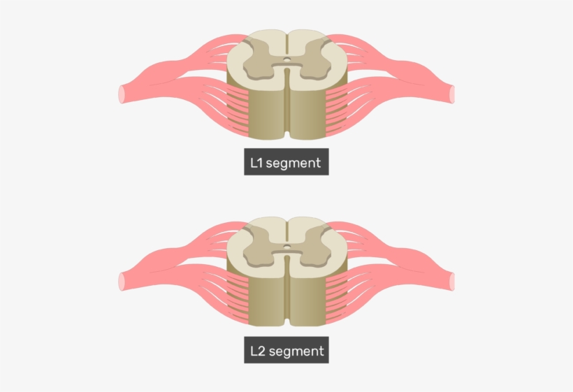 Cross Section Of The Spinal Cord Showing 2 Lumbar Segments, - Spinal Cord Cross Section, transparent png download
